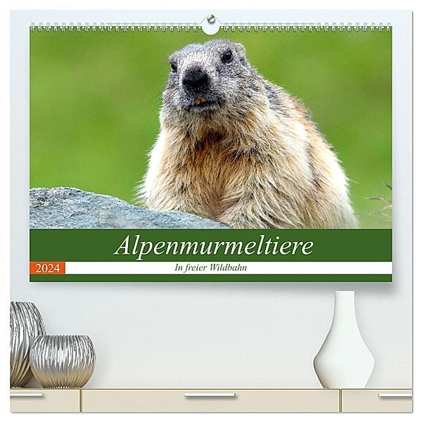 Alpenmurmeltiere in freier Wildbahn (hochwertiger Premium Wandkalender 2024 DIN A2 quer), Kunstdruck in Hochglanz, J R Bogner