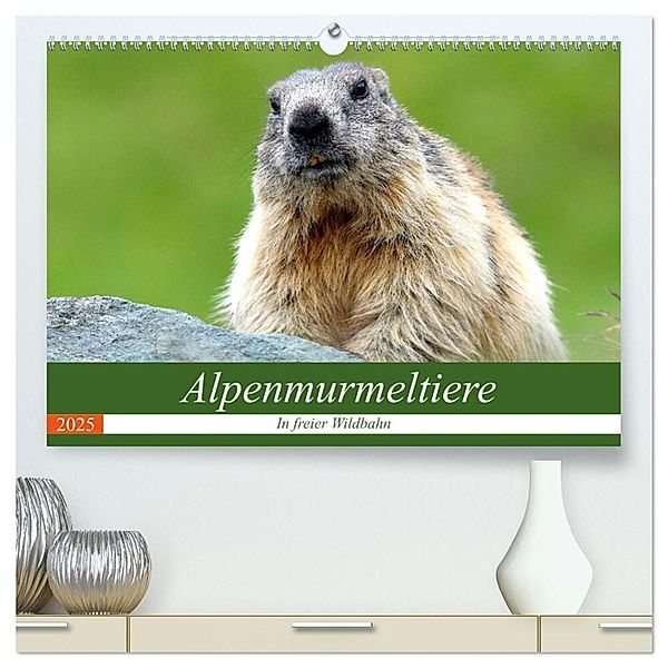 Alpenmurmeltiere in freier Wildbahn (hochwertiger Premium Wandkalender 2025 DIN A2 quer), Kunstdruck in Hochglanz, Calvendo, J R Bogner