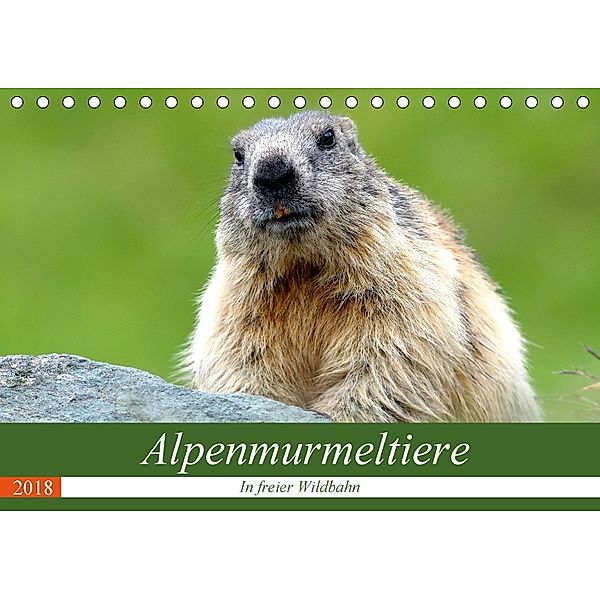 Alpenmurmeltiere in freier Wildbahn (Tischkalender 2018 DIN A5 quer), J R Bogner