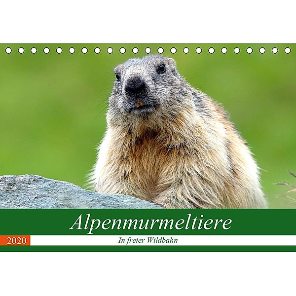 Alpenmurmeltiere in freier Wildbahn (Tischkalender 2020 DIN A5 quer), J R Bogner