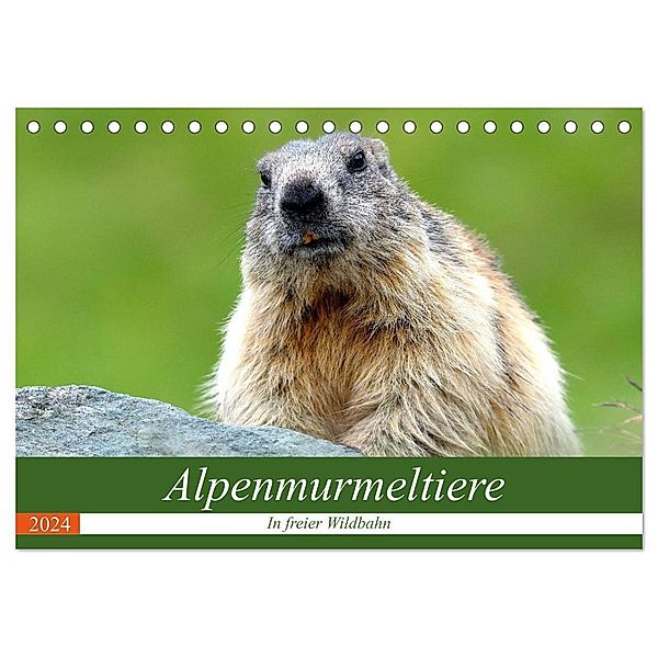 Alpenmurmeltiere in freier Wildbahn (Tischkalender 2024 DIN A5 quer), CALVENDO Monatskalender, J R Bogner