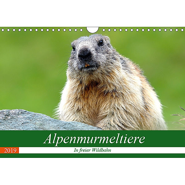 Alpenmurmeltiere in freier Wildbahn (Wandkalender 2019 DIN A4 quer), J R Bogner