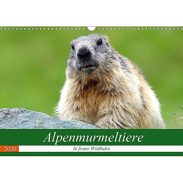 Alpenmurmeltiere in freier Wildbahn (Wandkalender 2020 DIN A3 quer), J R Bogner