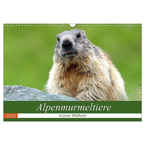 Alpenmurmeltiere in freier Wildbahn (Wandkalender 2024 DIN A3 quer), CALVENDO Monatskalender, J R Bogner