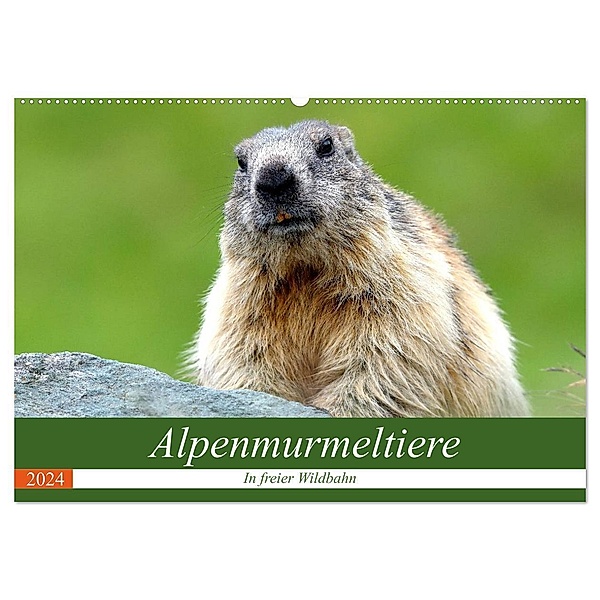 Alpenmurmeltiere in freier Wildbahn (Wandkalender 2024 DIN A2 quer), CALVENDO Monatskalender, J R Bogner