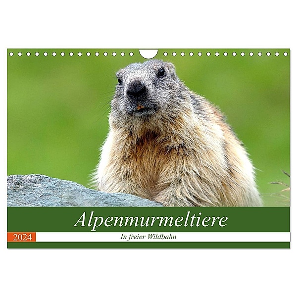 Alpenmurmeltiere in freier Wildbahn (Wandkalender 2024 DIN A4 quer), CALVENDO Monatskalender, J R Bogner
