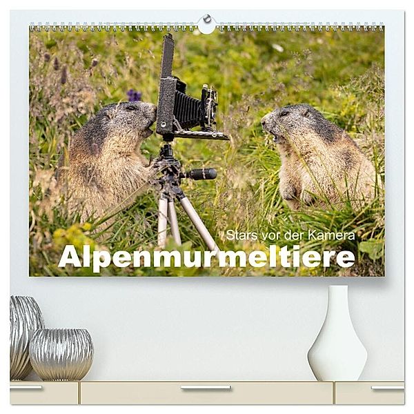 Alpenmurmeltiere - Stars vor der Kamera (hochwertiger Premium Wandkalender 2024 DIN A2 quer), Kunstdruck in Hochglanz, Johann Schoerkhuber