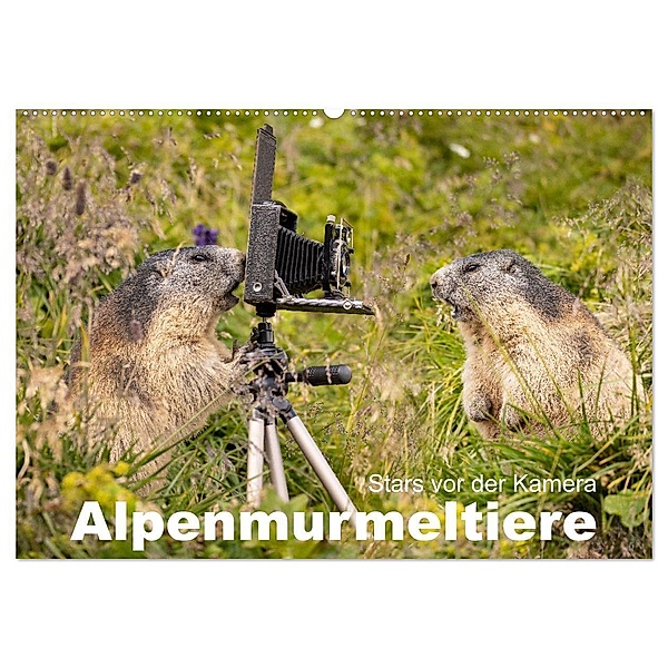 Alpenmurmeltiere - Stars vor der Kamera (Wandkalender 2024 DIN A2 quer), CALVENDO Monatskalender, Johann Schoerkhuber