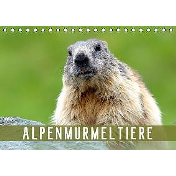 Alpenmurmeltiere (Tischkalender 2015 DIN A5 quer), J R Bogner
