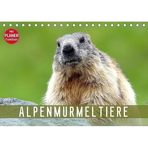 Alpenmurmeltiere (Tischkalender 2017 DIN A5 quer), J R Bogner