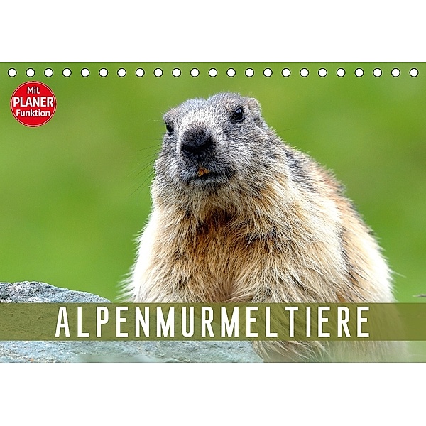 Alpenmurmeltiere (Tischkalender 2018 DIN A5 quer) Dieser erfolgreiche Kalender wurde dieses Jahr mit gleichen Bildern un, J R Bogner
