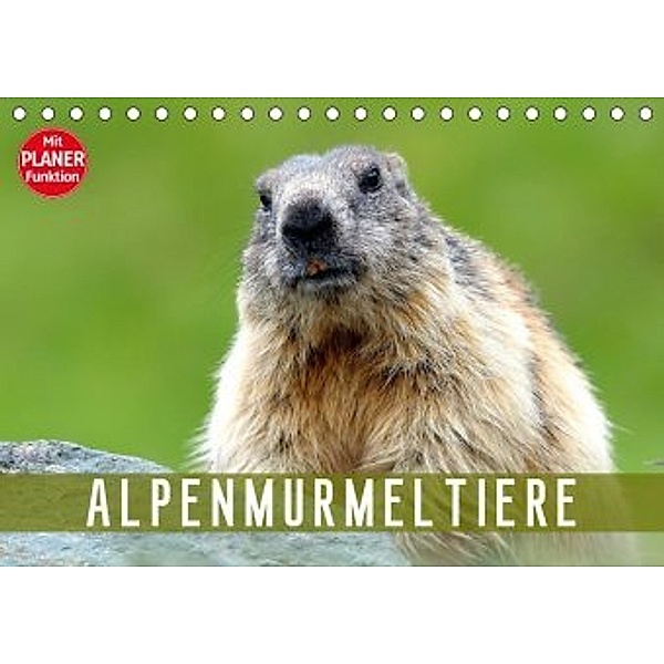 Alpenmurmeltiere (Tischkalender 2020 DIN A5 quer), J R Bogner