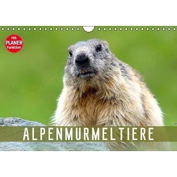 Alpenmurmeltiere (Wandkalender 2016 DIN A4 quer), J R Bogner