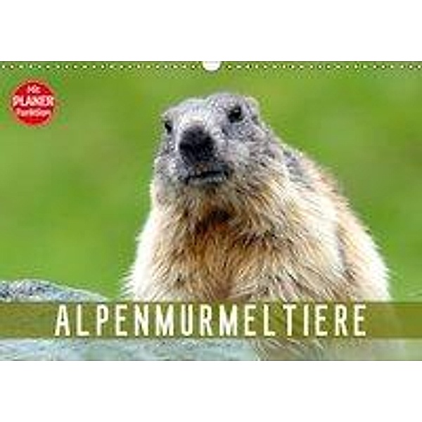 Alpenmurmeltiere (Wandkalender 2019 DIN A3 quer), J R Bogner