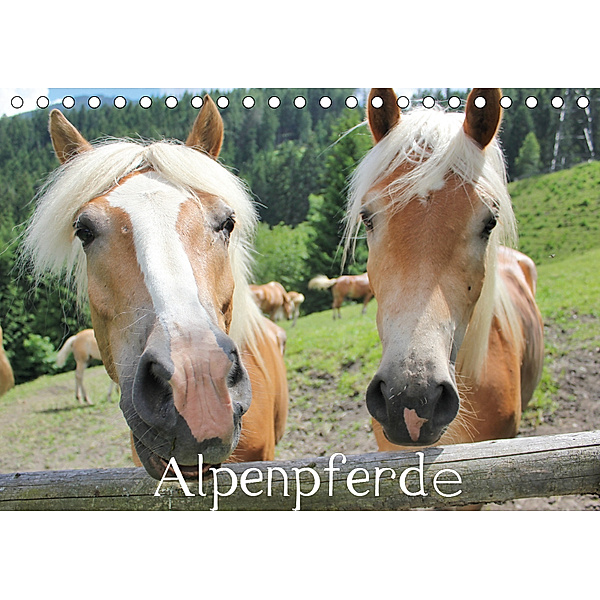 Alpenpferde (Tischkalender 2019 DIN A5 quer), Katrin Lantzsch