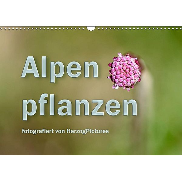 Alpenpflanzen fotografiert von HerzogPictures (Wandkalender 2020 DIN A3 quer)