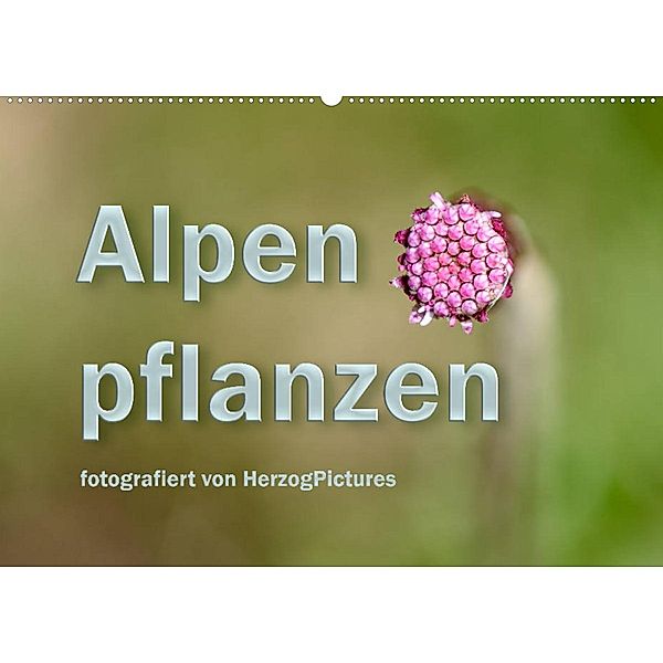 Alpenpflanzen fotografiert von HerzogPictures (Wandkalender 2023 DIN A2 quer), HerzogPictures