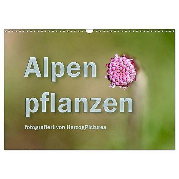Alpenpflanzen fotografiert von HerzogPictures (Wandkalender 2024 DIN A3 quer), CALVENDO Monatskalender, HerzogPictures