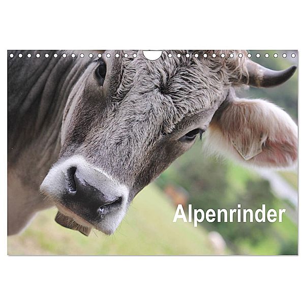 Alpenrinder (Wandkalender 2024 DIN A4 quer), CALVENDO Monatskalender, Katrin Lantzsch