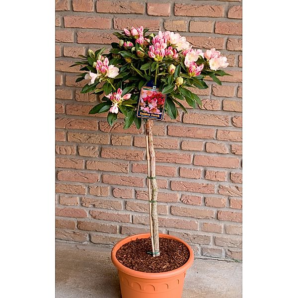 Alpenrose -  Rhododendron yakushimanum - Stämmchen Golden Torch (überaus reichblühend in gelb),   im 3 l Container mit mehrjähriger Krone, Stammhöhe 40-60 cm, Krone 25- 30 cm Durchmesser