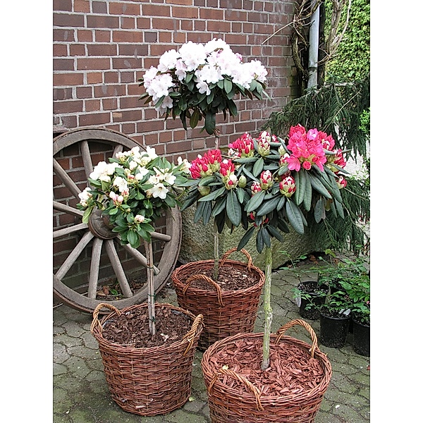 Alpenrose - Rhododendron yakushimanum - Stämmchen Biko ®, weiß blühend  (neue Sorte, Einführung erst in 2016), im 3 l Container mit mehrjähriger Krone, Stammhöhe 40-60 cm, Krone 25- 30 cm Durchmesser