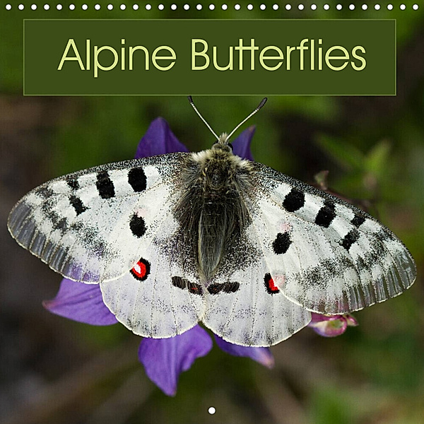 Alpine Butterflies (Wall Calendar 2023 300 × 300 mm Square), Ray Wilson