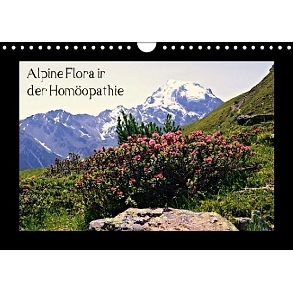 Alpine Flora in der Homöopathie (Wandkalender 2017 DIN A4 quer), Claudia Schimon