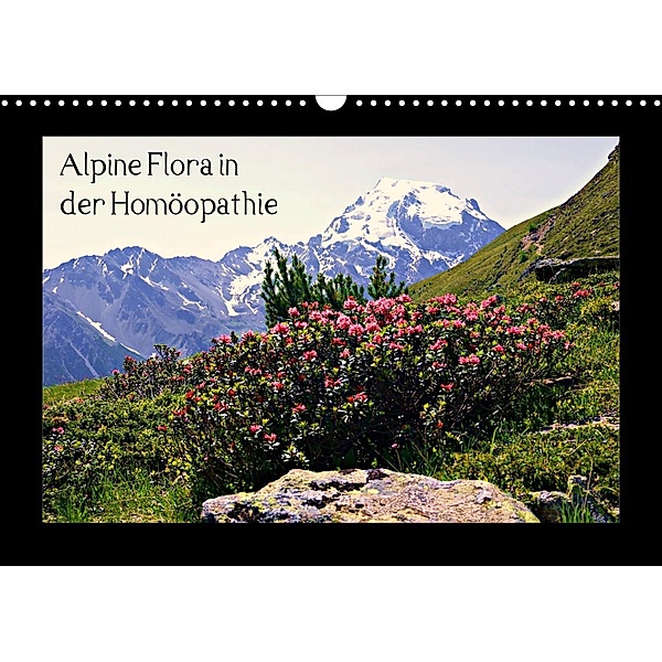 Alpine Flora in der Homöopathie (Wandkalender 2023 DIN A3 quer), Claudia Schimon