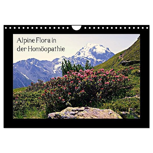 Alpine Flora in der Homöopathie (Wandkalender 2025 DIN A4 quer), CALVENDO Monatskalender, Calvendo, Claudia Schimon
