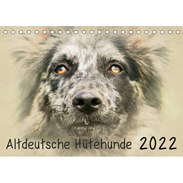 Altdeutsche Hütehunde 2022 (Tischkalender 2022 DIN A5 quer), Andrea Redecker
