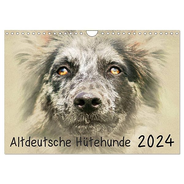 Altdeutsche Hütehunde 2024 (Wandkalender 2024 DIN A4 quer), CALVENDO Monatskalender, Andrea Redecker