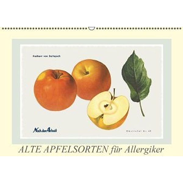 Alte Apfelsorten für Allergiker (Wandkalender 2015 DIN A2 quer), Lucy M. Laube