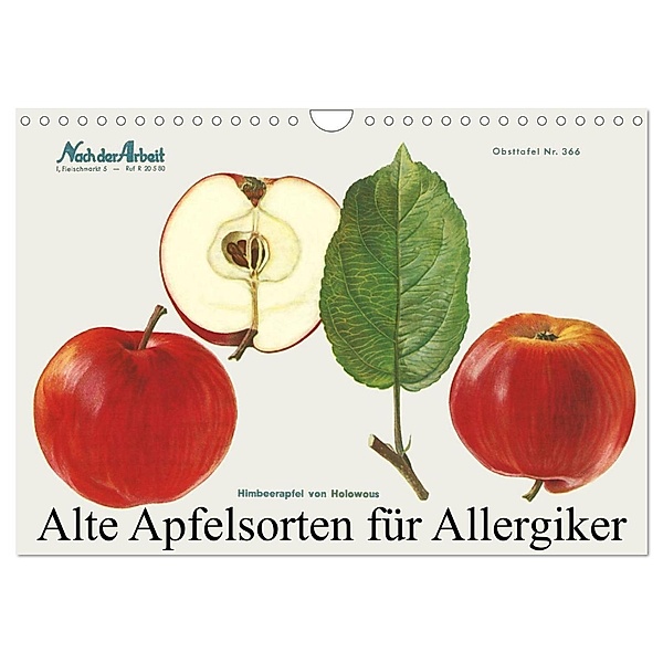Alte Apfelsorten für Allergiker (Wandkalender 2024 DIN A4 quer), CALVENDO Monatskalender, Willi 1948