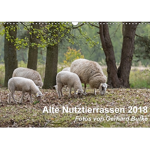 Alte Nutztierrassen 2018 (Wandkalender 2018 DIN A3 quer), Gerhard Butke