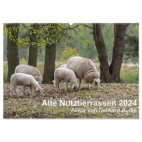 Alte Nutztierrassen 2024 (Wandkalender 2024 DIN A2 quer), CALVENDO Monatskalender, Gerhard Butke