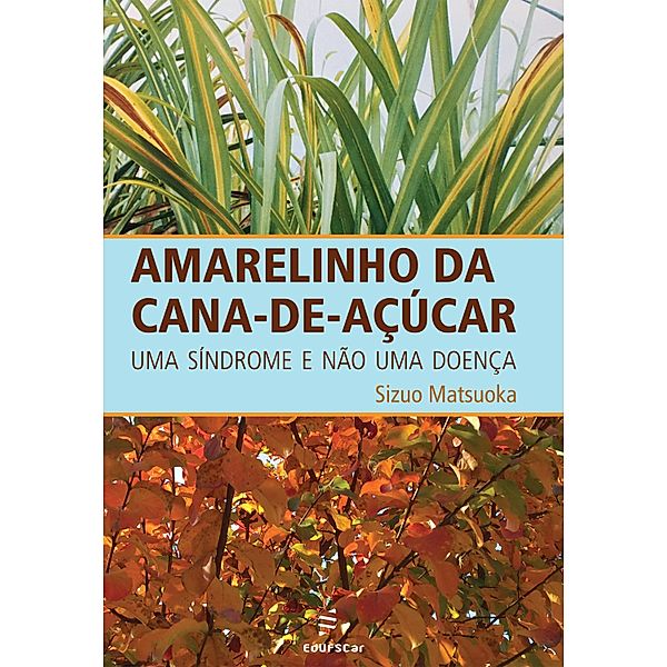 Amarelinho da cana-de-açúcar, Sizuo Matsuoka