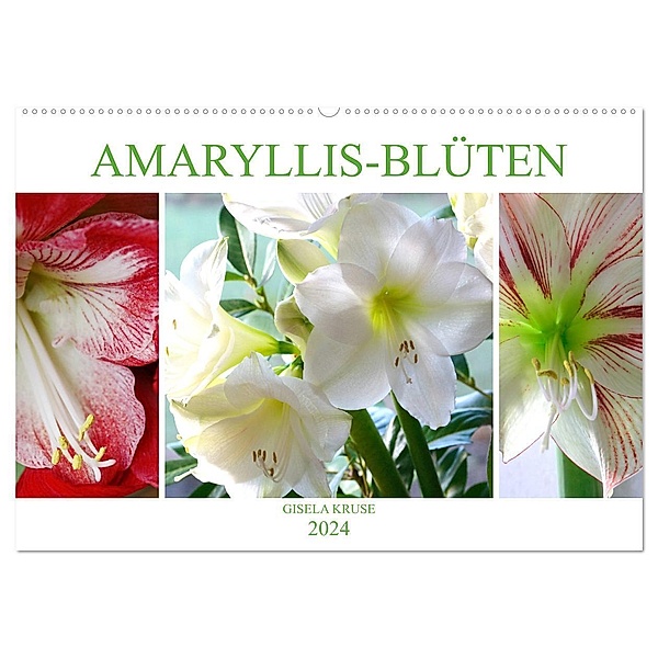 Amaryllis-Blüten (Wandkalender 2024 DIN A2 quer), CALVENDO Monatskalender, Gisela Kruse