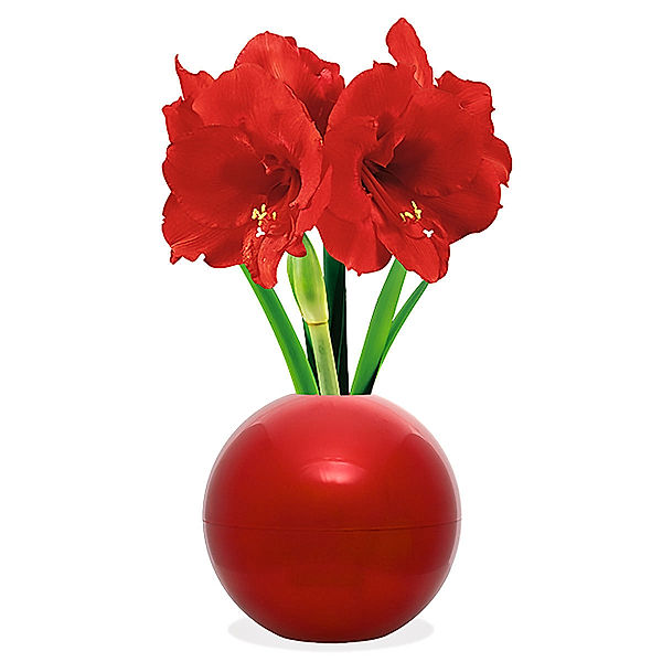 Amaryllis in roter Weihnachtsbaum-Kugel