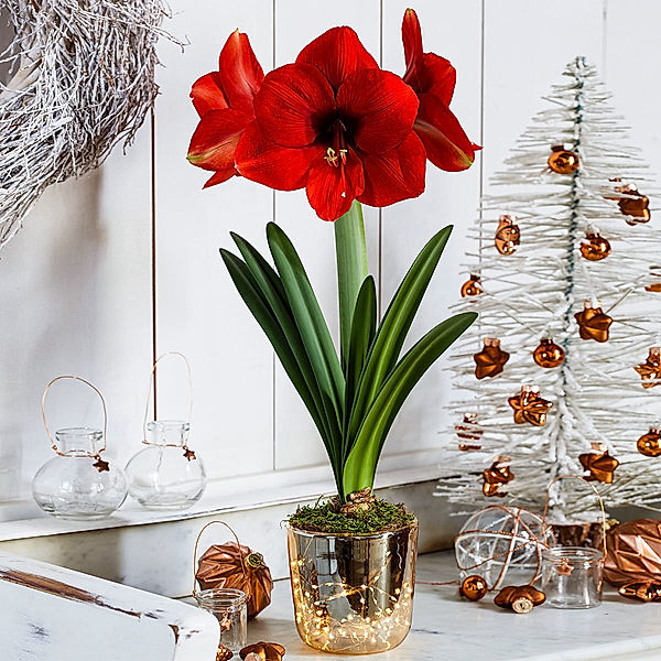 Amaryllis-Set: Amaryllis, Acrylglas-Vase, Moos, LED-Lichterkette, mit Batterien