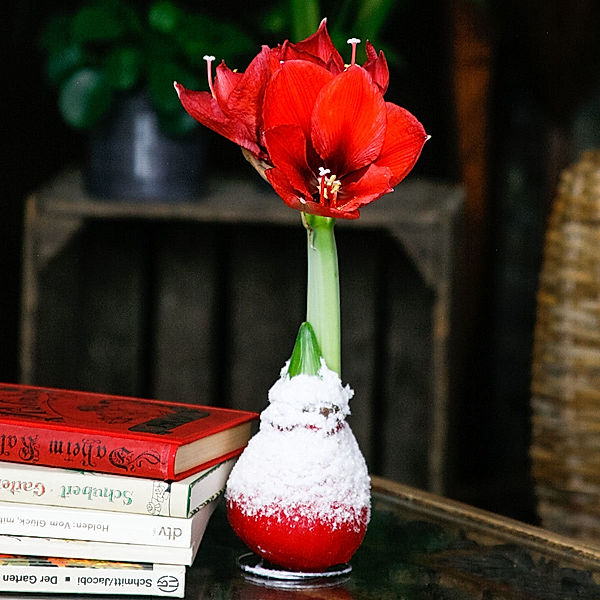 Amaryllis Wax, Touch of Snow Christmas-Red