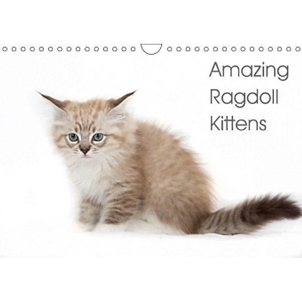 Amazing Ragdoll Kittens (Wall Calendar 2017 DIN A4 Landscape), Verena Scholze