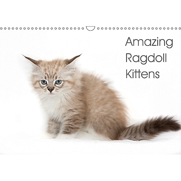 Amazing Ragdoll Kittens (Wall Calendar 2018 DIN A3 Landscape), Verena Scholze