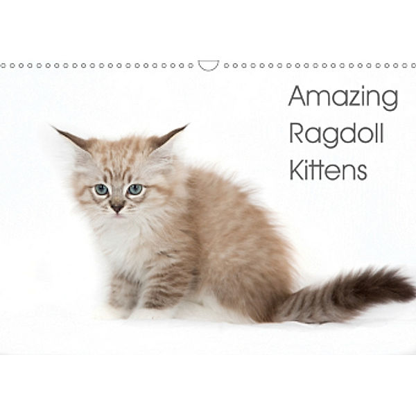 Amazing Ragdoll Kittens (Wall Calendar 2021 DIN A3 Landscape), Fotodesign Verena Scholze