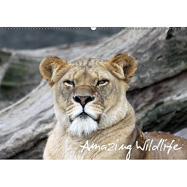 Amazing Wildlife (Wandkalender 2017 DIN A2 quer), Andreas Hebbel-Seeger