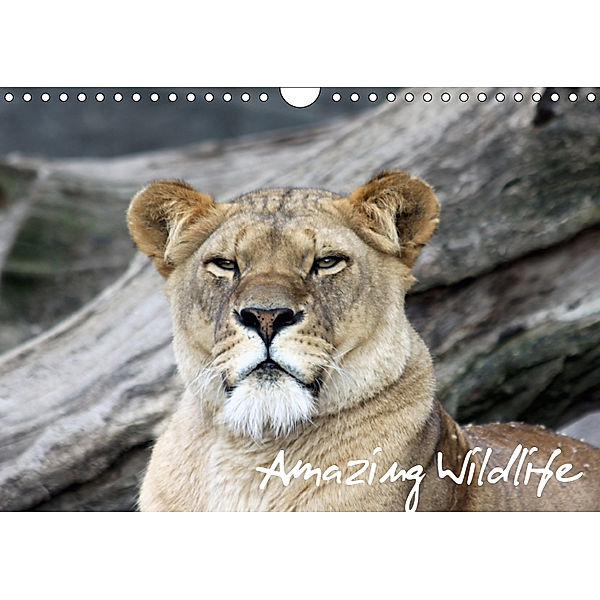 Amazing Wildlife (Wandkalender 2019 DIN A4 quer), Andreas Hebbel-Seeger