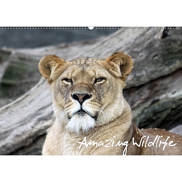 Amazing Wildlife (Wandkalender 2020 DIN A2 quer), Andreas Hebbel-Seeger
