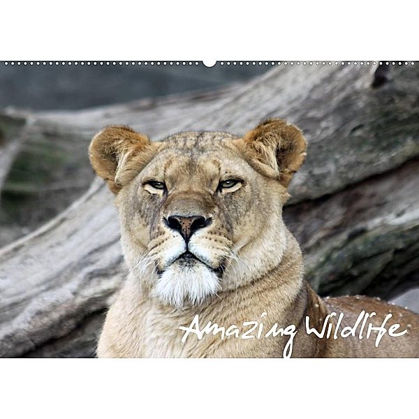 Amazing Wildlife (Wandkalender 2023 DIN A2 quer), Andreas Hebbel-Seeger