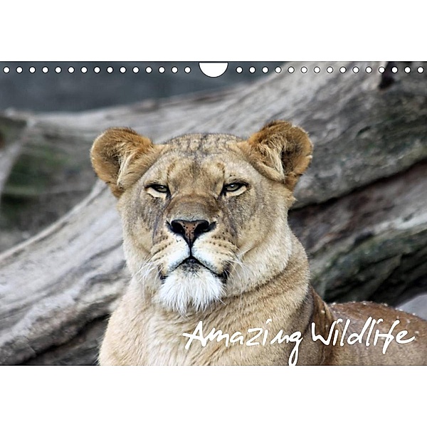 Amazing Wildlife (Wandkalender 2023 DIN A4 quer), Andreas Hebbel-Seeger