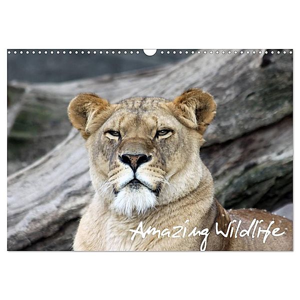 Amazing Wildlife (Wandkalender 2024 DIN A3 quer), CALVENDO Monatskalender, Andreas Hebbel-Seeger