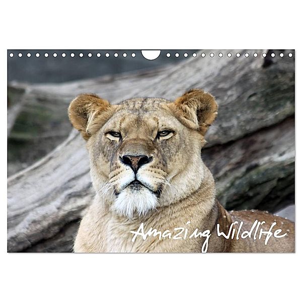 Amazing Wildlife (Wandkalender 2024 DIN A4 quer), CALVENDO Monatskalender, Andreas Hebbel-Seeger